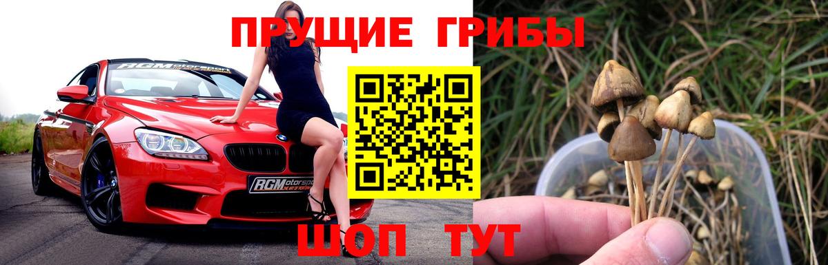 Галлюциногенные грибы Psilocybe Еманжелинск